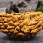 ek-mukhi-rudraksha