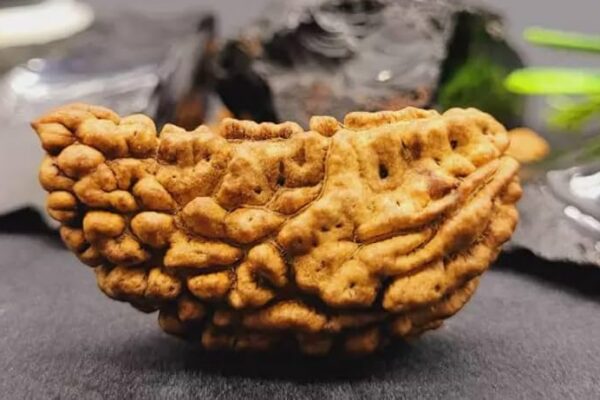 ek-mukhi-rudraksha