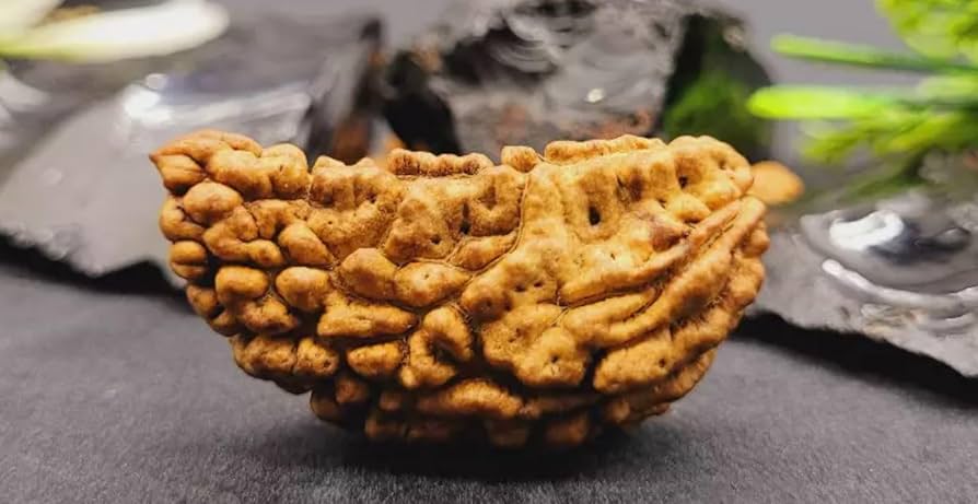 ek-mukhi-rudraksha